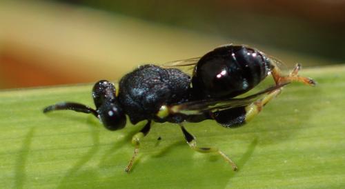 Brachymeria tibialis